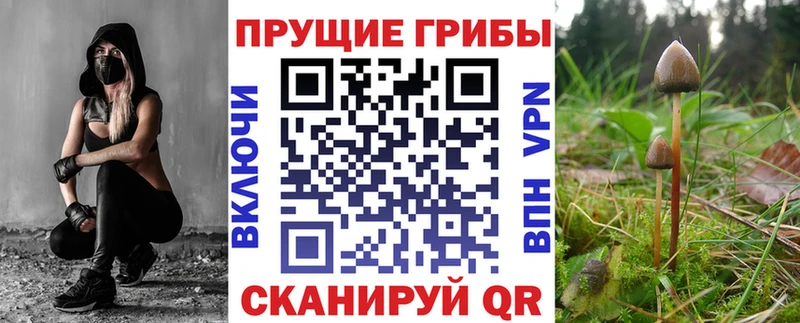 Купить где  Гусиноозёрск  Псилоцибиновые грибы мицелий 